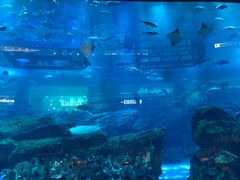 -迪拜水族馆及水下动物园