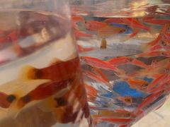 -中环花鸟鱼虫市场