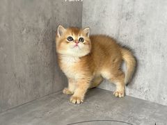 -小猫来了·猫舍(红山六九七九店)