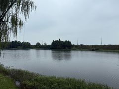 -合肥滨湖国家森林公园