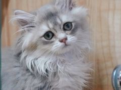 -山宅一喵德文卷毛猫舍