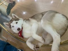 -Husky Go! 哈士奇体验馆·宠物咖啡厅狗咖