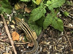 -五营红松林海景区