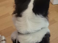 -瑞派申生动物医院·24H夜诊·国际动物医疗中心·骨外科(吴中路店)