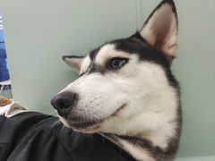 -怪兽屋·羊驼·猫咖·狗咖(俊华广场店)