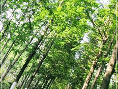 -合肥滨湖国家森林公园