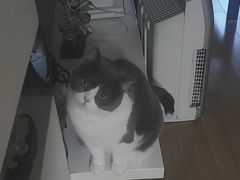 -欣宠猫屋·矮脚拿破仑·蓝金金渐层