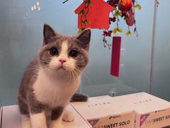 -猫大福·Fortune Cat猫舍(百子湾店)