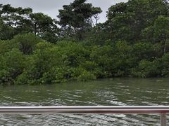 -东寨港红树林旅游区