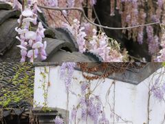 -老门东历史文化街区