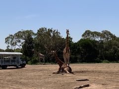 -威勒比开放式动物园