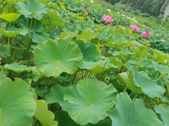 -白洋淀风景区