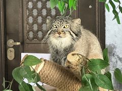 -青藏高原野生动物园