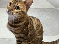 -猫小院猫主题餐厅(三里屯店)