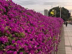 -广州国际生物岛山地公园揽胜园