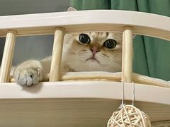 -猫大福·Fortune Cat猫舍(百子湾店)