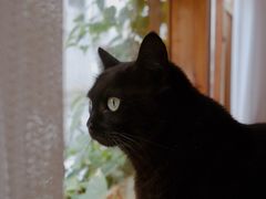 -有猫咖啡umeow coffee