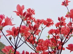 -大围山国家森林公园