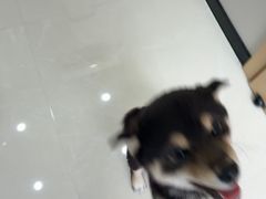 -圣宠动物医院·犬猫专科·影像中心·外科中心