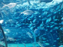 -上海海洋水族馆