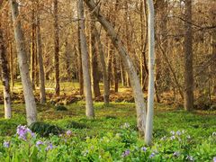 -上海海湾国家森林公园