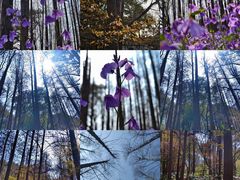 -上海共青森林公园