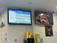 -天使宠物医院·犬猫分诊(彩虹店)