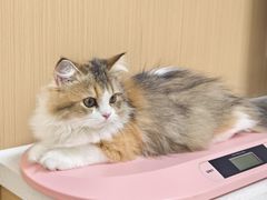 -瑞派康怡24h宠物医院·犬猫医疗中心·微创绝育(瑞景分院)