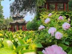-洛阳白马寺