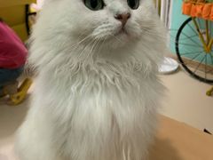 -猫在这儿猫咪咖啡馆·撸猫馆