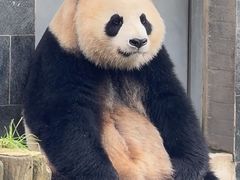 -都江堰中华大熊猫苑