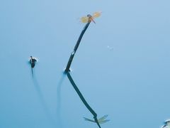 -五缘湾湿地公园