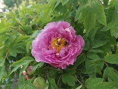 -广西壮族自治区药用植物园