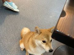 -柴源莊·柴小宠柴犬咖啡