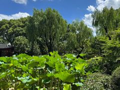 -秋霞圃