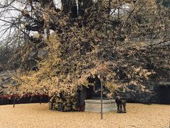 -都江堰石锅鱼