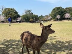 -奈良公园