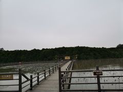 -大湾区中央湿地公园