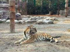 -上海野生动物园老虎餐厅