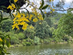 -深圳仙湖植物园