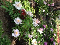 iphone_upload_pic-景山公园