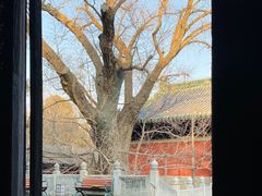 -大觉寺-停车场