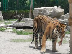 -上海野生动物园老虎餐厅