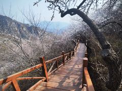 -大岭沟猕猴桃谷风景区