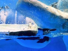 -海合安成都极地海洋公园
