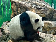 -广州动物园