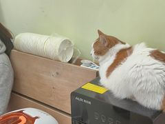 -瑞鹏宠物医院·宠保定点·心脏科·内科(御桥分院)