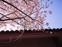 -高东镇樱花园