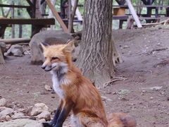 -宫城藏王狐狸村