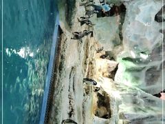 -帝企鹅自助餐厅•儿童岛•真企鹅(长隆企鹅酒店)